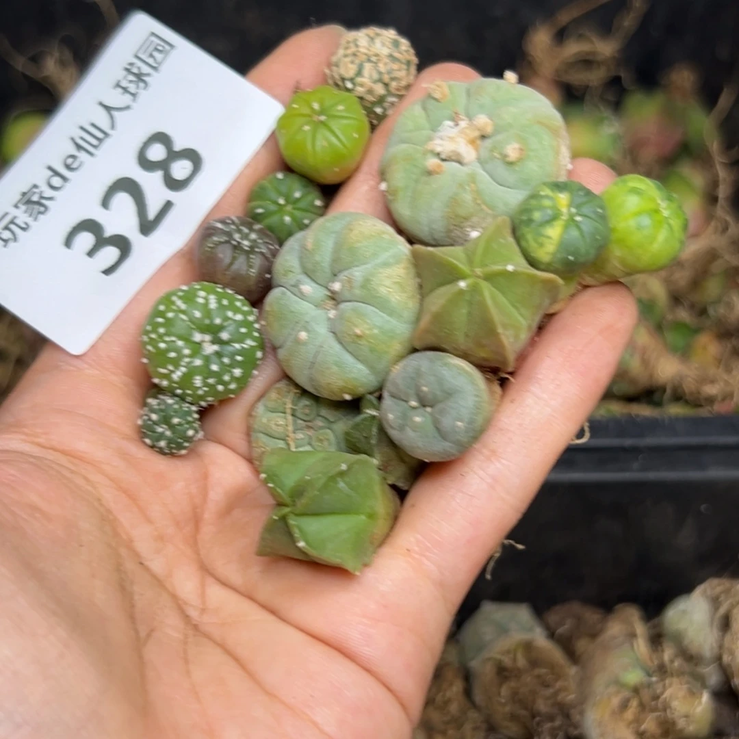 巨**?328仙人球的故事