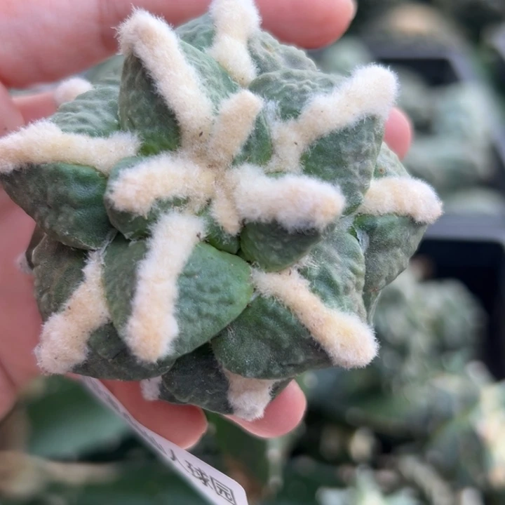 314仙人球的故事是什么