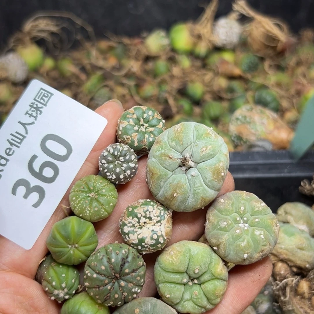 悠*360仙人球的故事