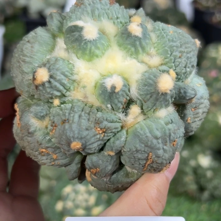 458仙人球的故事是什么