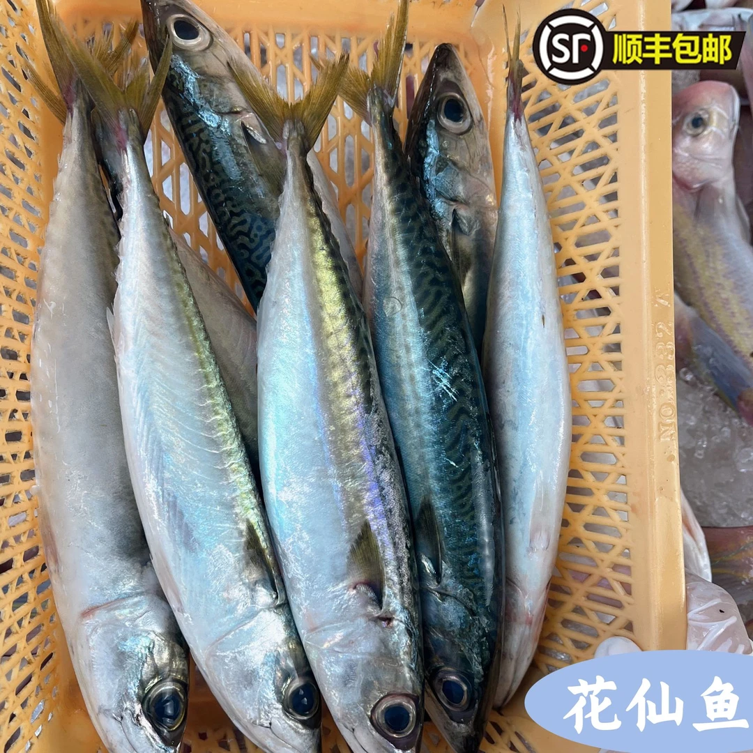 阳江花仙鱼灯光船鲜甜肥美海鲜肉质细嫩（约4~5条/斤）【帮杀发货】