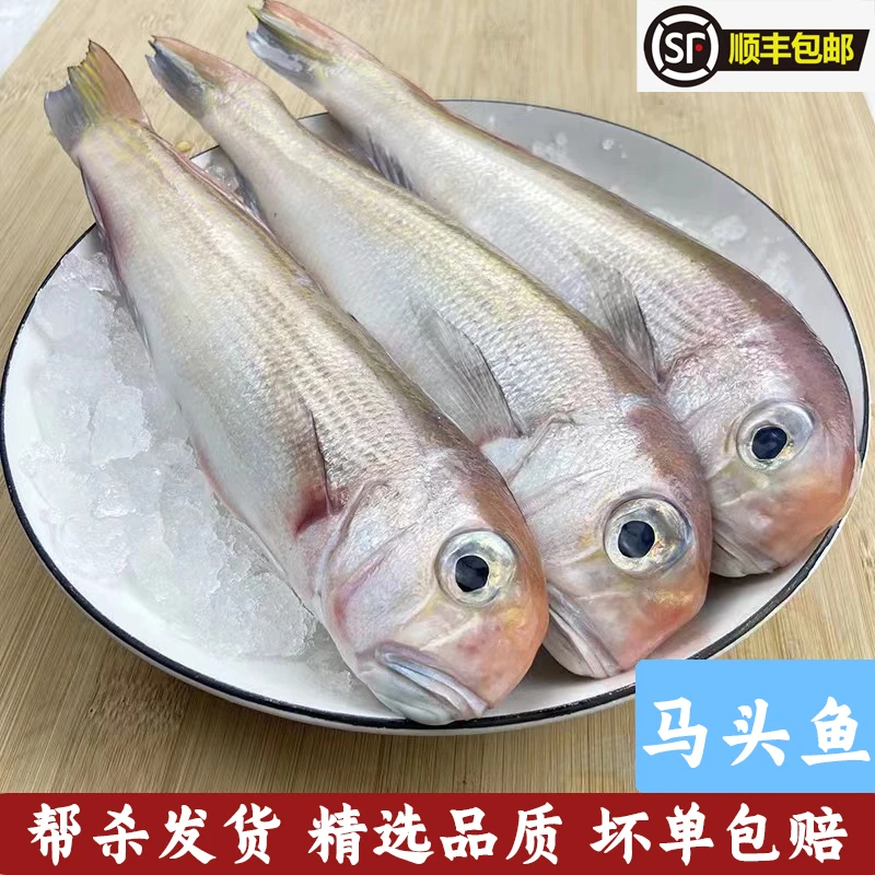 马头鱼广东阳江小青根深海野生捕捞海鲜（3条/斤）帮杀发货