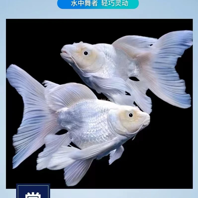 【宏泰渔场】精品蝴蝶鲤球体短身12-13厘米 顺丰包邮