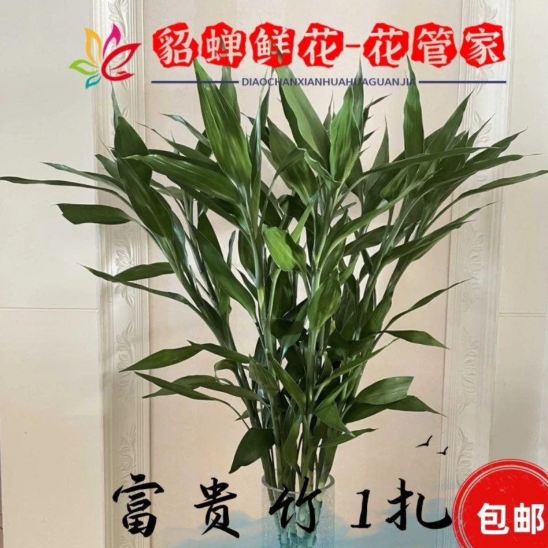 鲜花   20支富贵竹  鲜花类不支持已发货退款