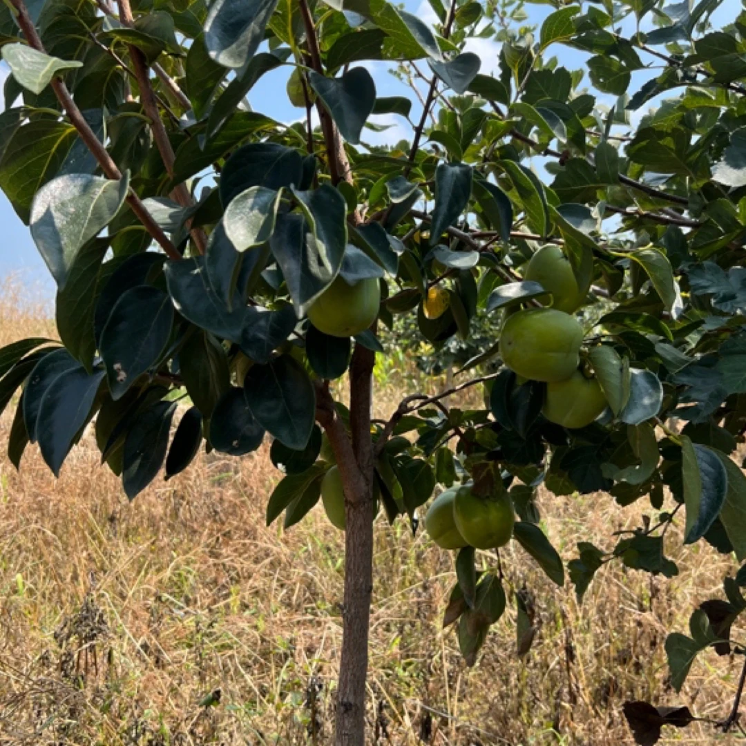一物一拍巧克力脆甜柿子树打土球木架发货