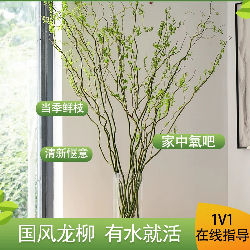 龙柳鲜枝国风植物室内桌面落地摆放鲜切花四季好养耐活花卉