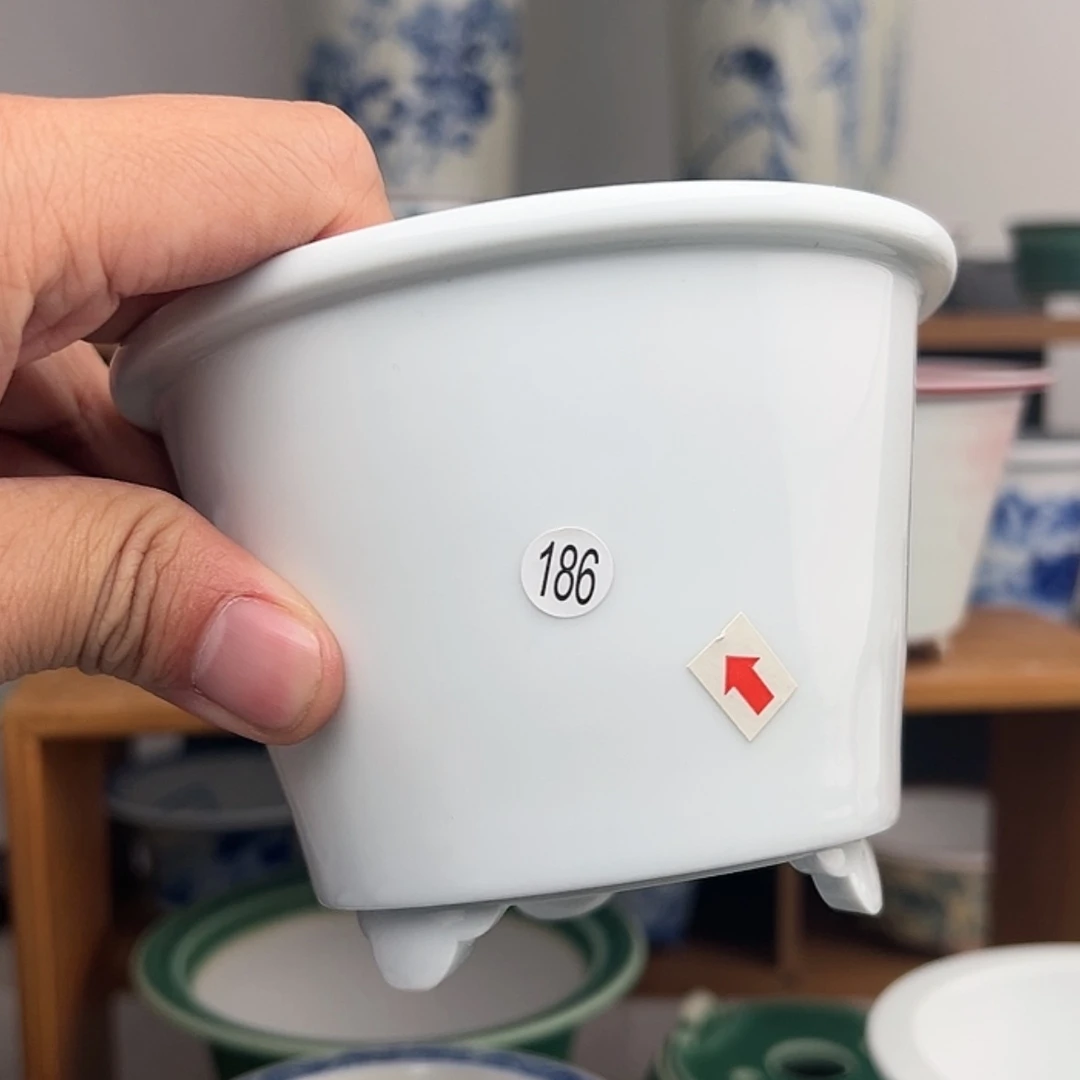 【闪购商品】红陶15cm以下守**港