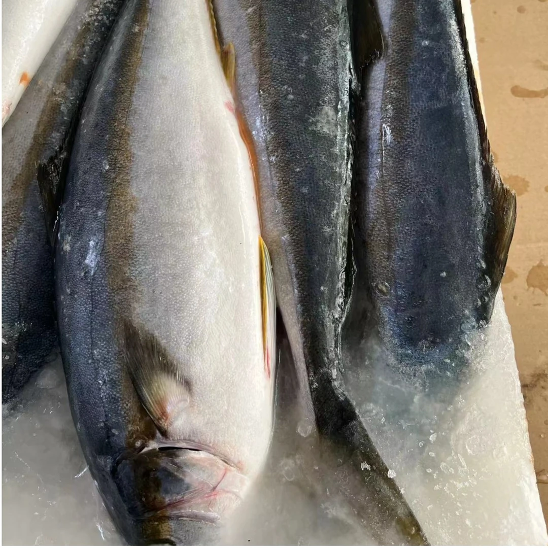 大连黄尖鱼，一单2条，每条3斤左右，顺丰包邮