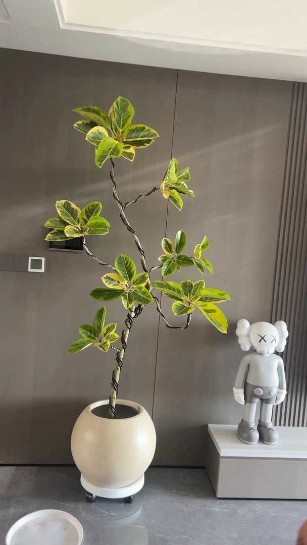 青叶橡皮树造型黄金榕网红款室内好看鲜活绿植好客厅绿植好养绿植