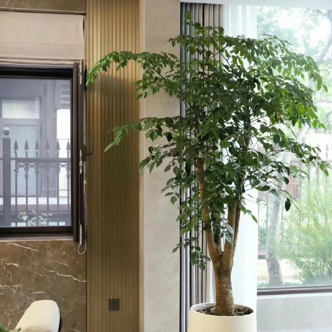 大型室内外造景绿植老桩幸福树庭院造景绿植幌伞枫鲜活绿植好养护
