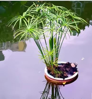 水生水培植物龟水竹盆栽水棕竹鱼缸水池塘旱伞草风车草苗浅水区栽