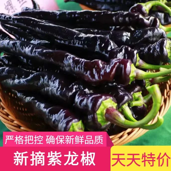 农家新鲜紫色椒陇螺丝椒薄皮椒皱皮辣椒香辣现摘现发黑色