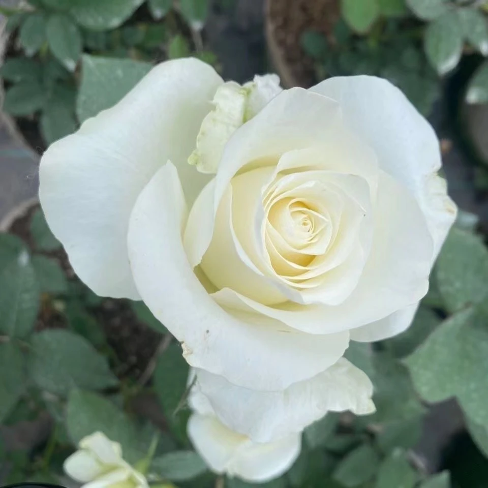 應花园裸根修剪发货 白巧克力 美国直立抗病耐热耐开切花多季灌木