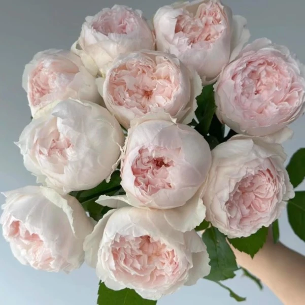 應花园裸根修剪发货 可爱瓷/可可杯 今井清果香大花 耐雨耐阴抗病