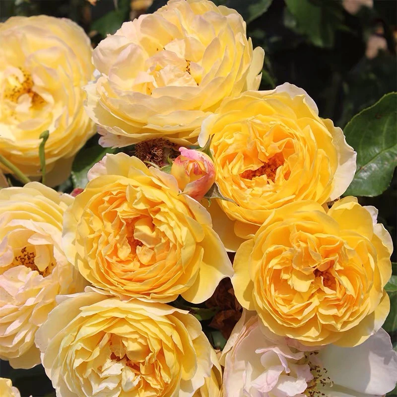 應花园裸根修剪发货 黄金城堡 戴尔巴德ADR强香大花抗病耐热灌木