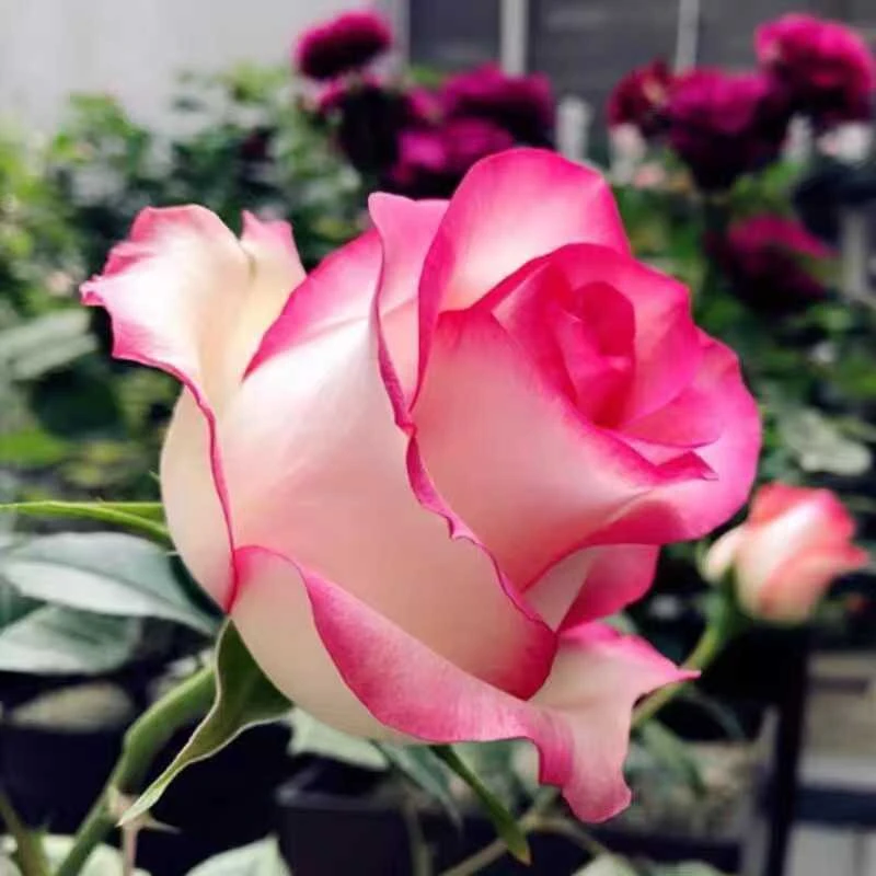 應花园精选 一物一拍 月季藤本灌木四季开花勤花