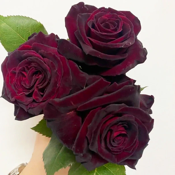 應花园裸根修剪发货 黑巴克 暗红丝绒质感切花 耐开 抗病 灌木