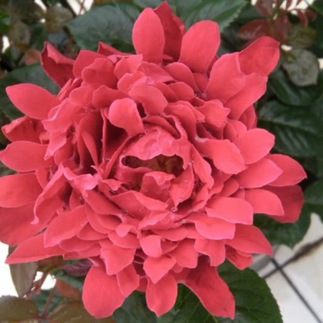 應花园裸根修剪发货 魅力波浪/魅力褶裙 荷兰清香大花抗病耐热