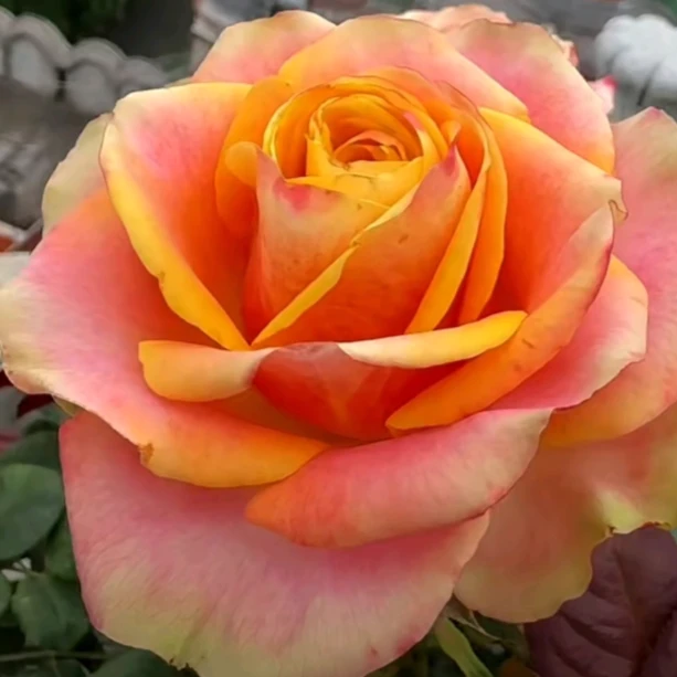 應花园裸根修剪发货 幻觉 渐变复色直立切花 耐开耐热多季灌木