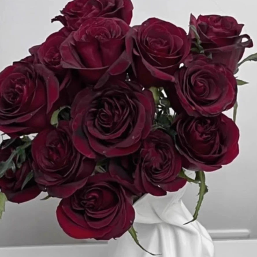 應花园裸根修剪发货 夜宴/黑珍珠 戴尔巴德丝绒切花 抗病耐热灌木