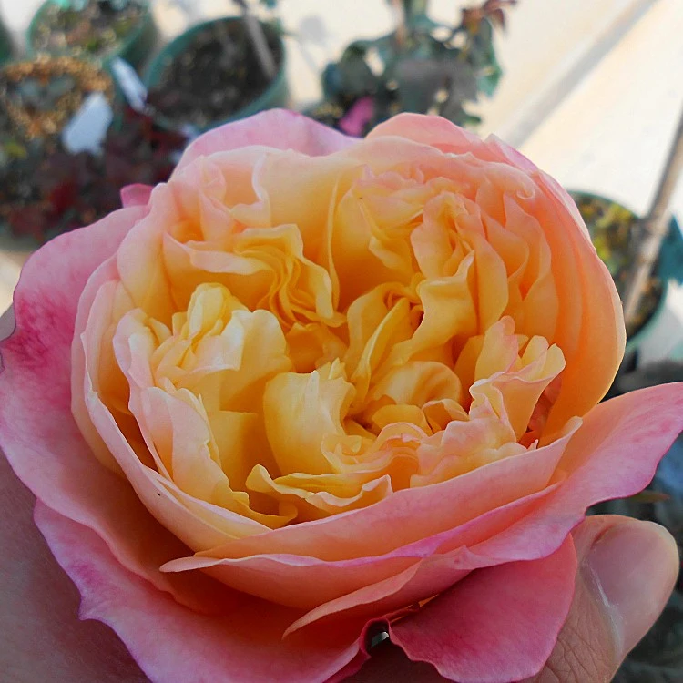 應花园裸根修剪发货 伊迪斯/伊迪丝 奥斯汀果香大花抗病耐热灌木