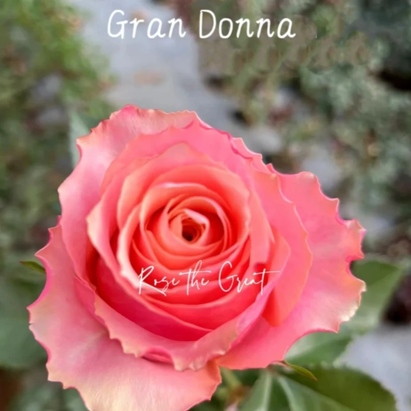 應花园裸根修剪发货 格兰夫人 尼普清香复色切 耐开耐热抗病灌木