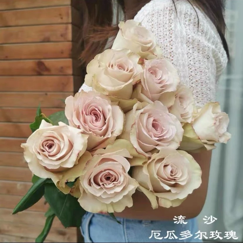 應花园裸根修剪发货 流沙 荷兰VIP玫瑰香味切花抗病耐开多季灌木