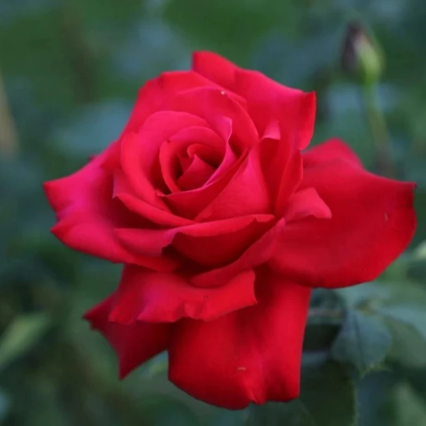 應花园裸根修剪发货 大爱/挚爱/深爱 科德ADR斯茶香切花抗病灌木