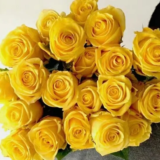 應花园裸根修剪发货 金枝玉叶 云南清香切花 抗病 耐热 耐开灌木