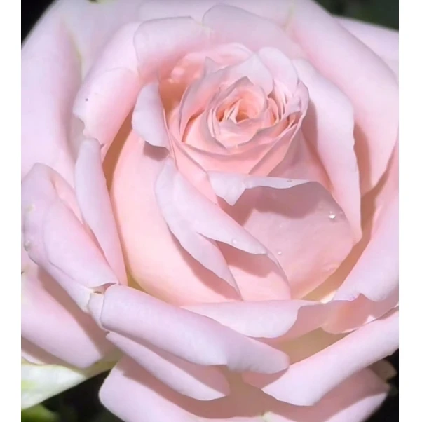 應花园裸根修剪发货 柔情旋涡 直立大切花 耐开 耐热抗病灌木