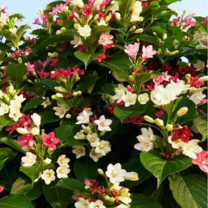 應花园裸根修剪发货 五彩锦带 多色勤花 爆花 耐热耐寒 耐开乔木