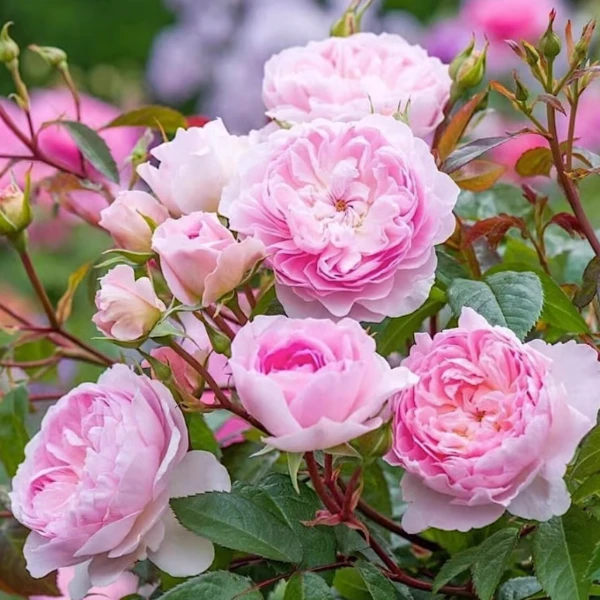 應花园裸根修剪发货 织工马南 奥斯汀多头勤花 抗病耐热多季灌木