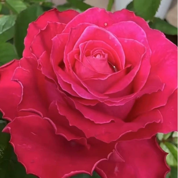 應花园裸根修剪发货 电影明星 切花 抗病 耐热  耐开多季开花灌木