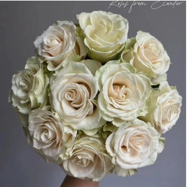 應花园裸根修剪发货 喜鹊 新品复色切花 抗病 耐热 耐开灌木