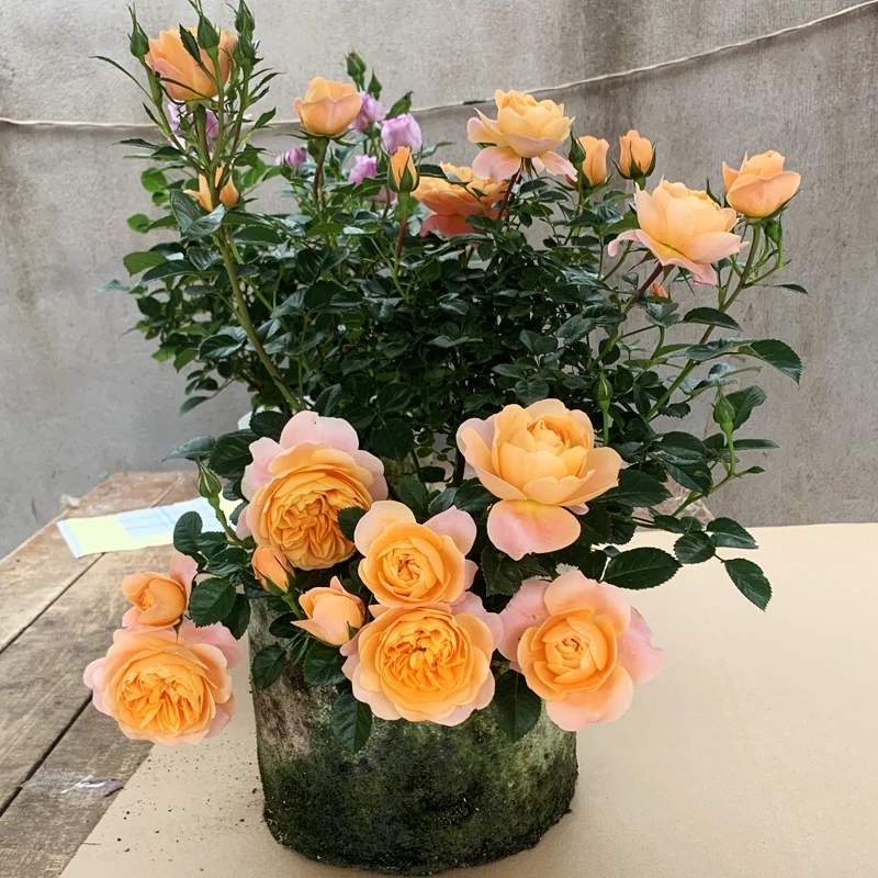 應花园裸根修剪发货 果汁阳台 荷兰丰花勤花多头大花耐寒耐热灌木