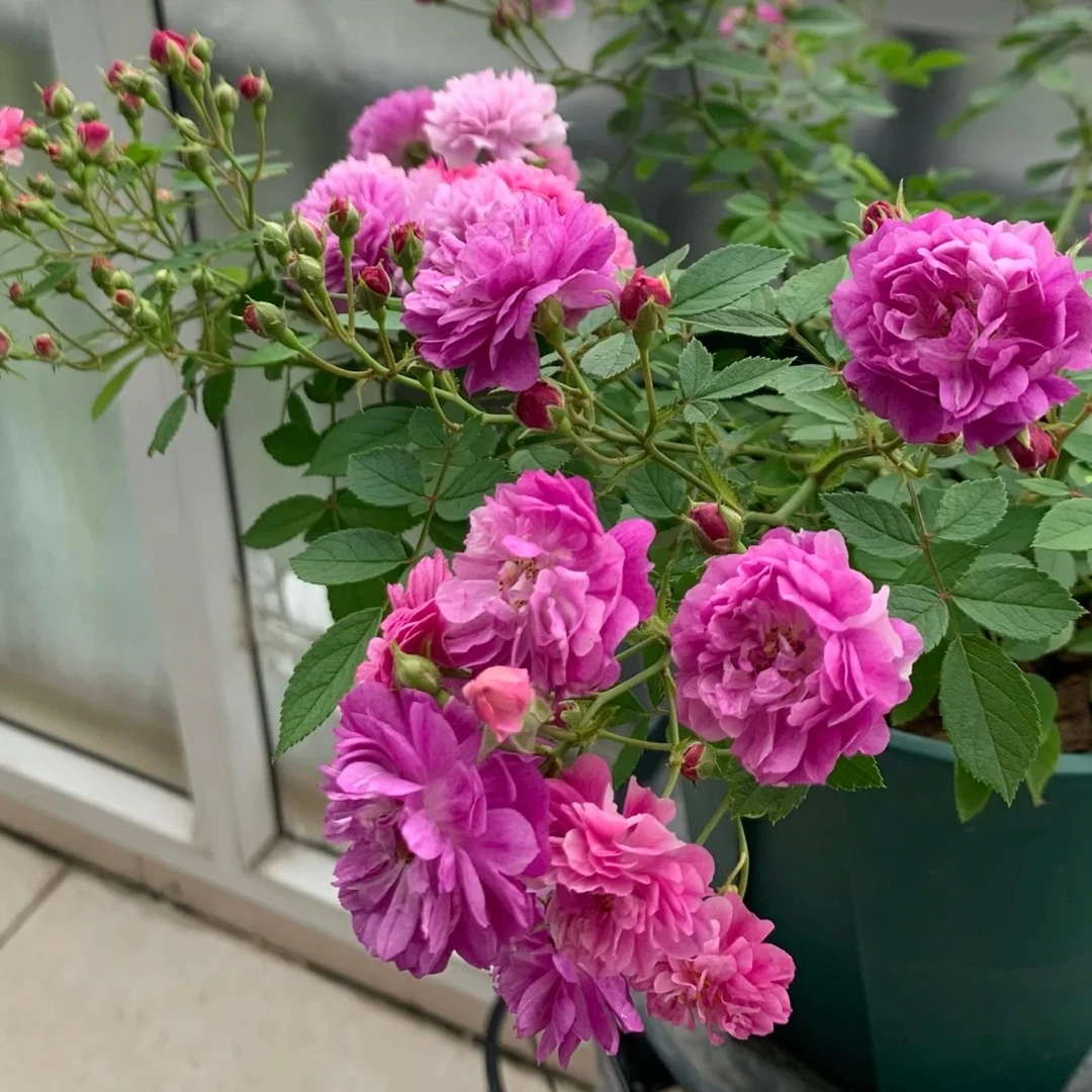 應花园裸根修剪发货 甜蜜马车/爆香紫 美国多头浓香 抗病耐热耐寒