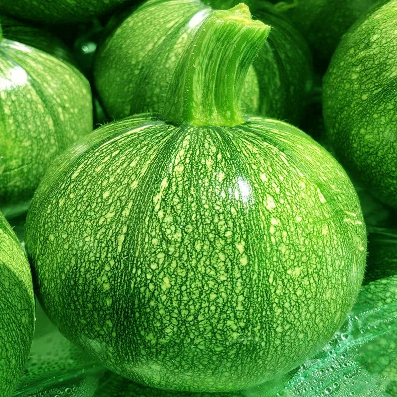 【煲汤炒菜】云南小圆瓜新鲜嫩南瓜现摘西葫芦瓜圆形绿皮嫩农家蔬菜