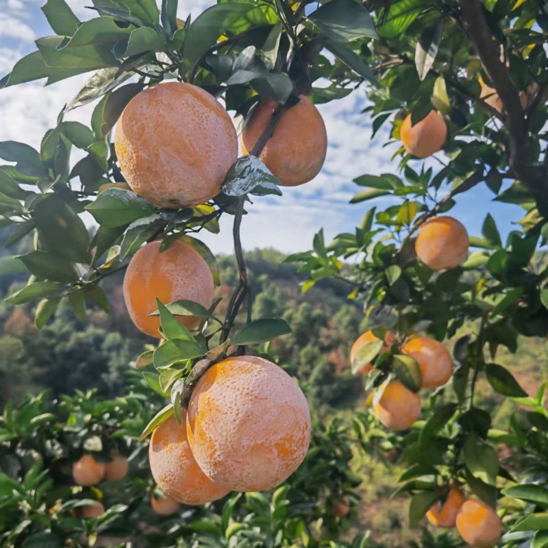 正宗赣南脐橙 崇义安远发货 不打蜡不抛光 自家果园现摘现发