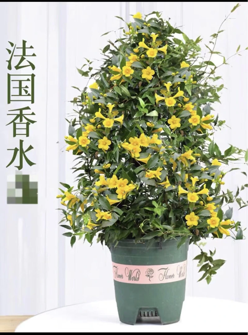 法国香水茉莉到货了