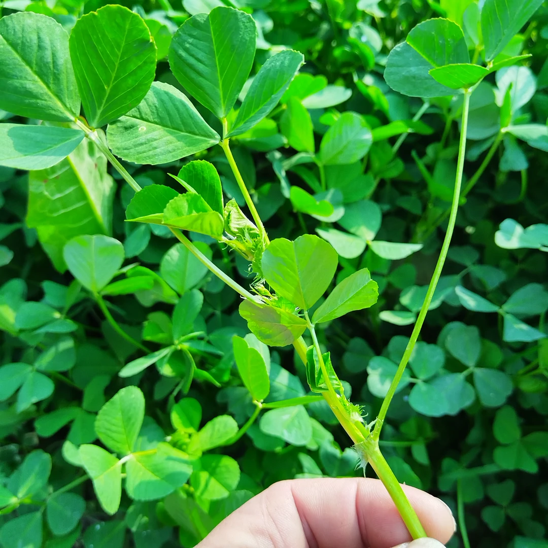 如皋市乡下佬农产品推荐如皋本地春季野菜，1斤起，江浙沪皖包邮