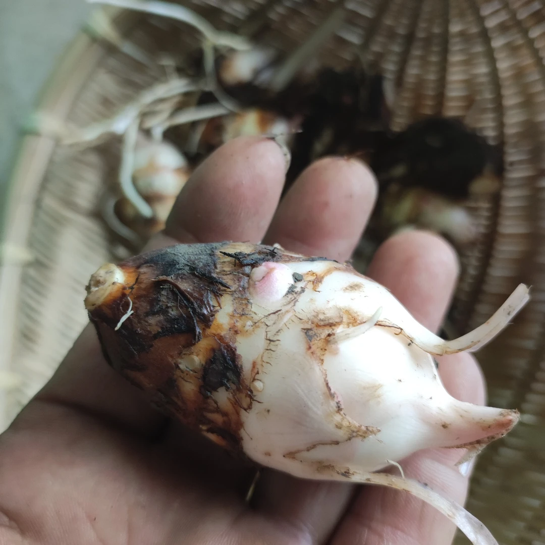 如皋香堂芋5斤，长寿之乡优质地理标志农产品，江浙沪皖包邮