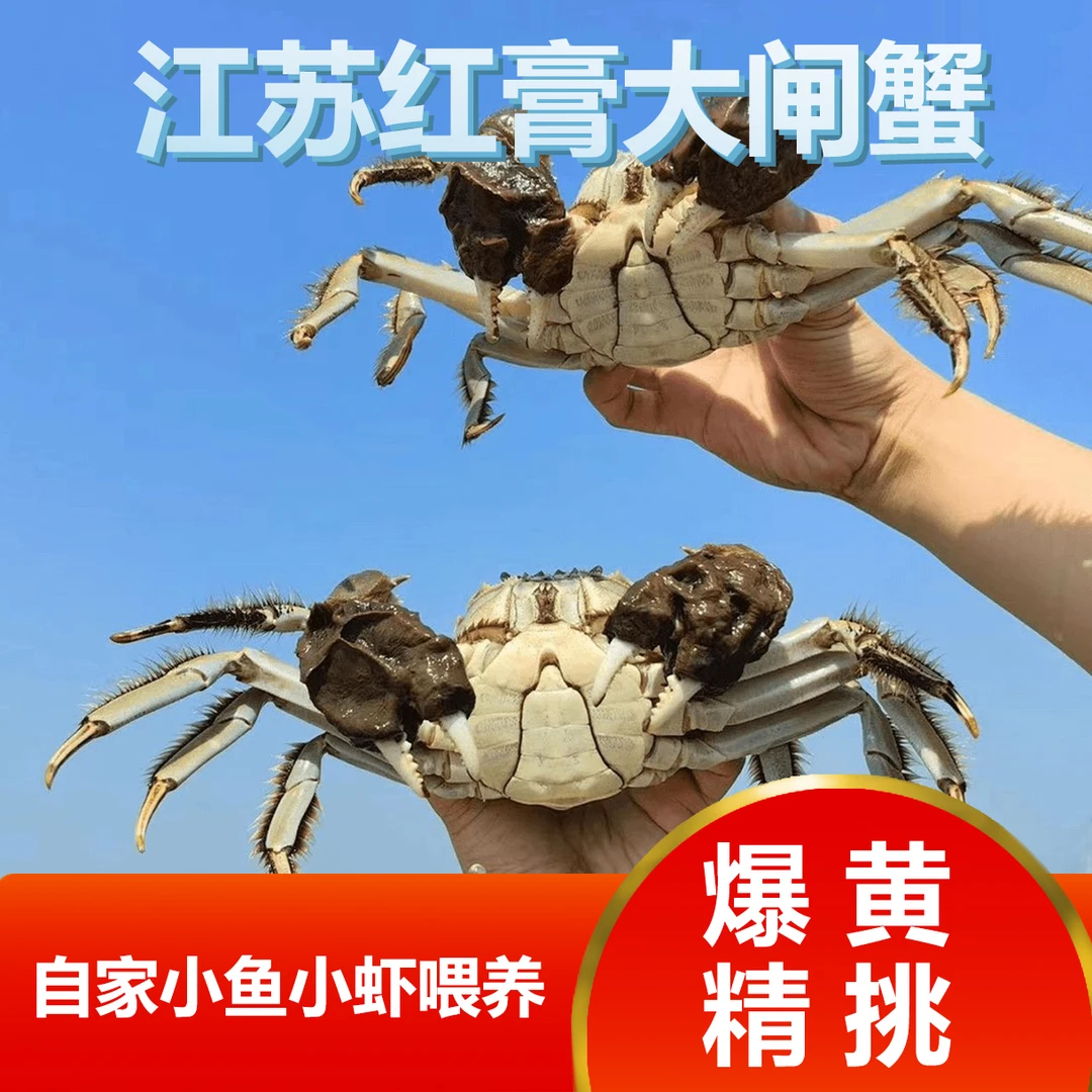 福【活蟹】精选礼品大闸蟹10只 公5.1~4.8两5只+母4.1-3.8两5只
