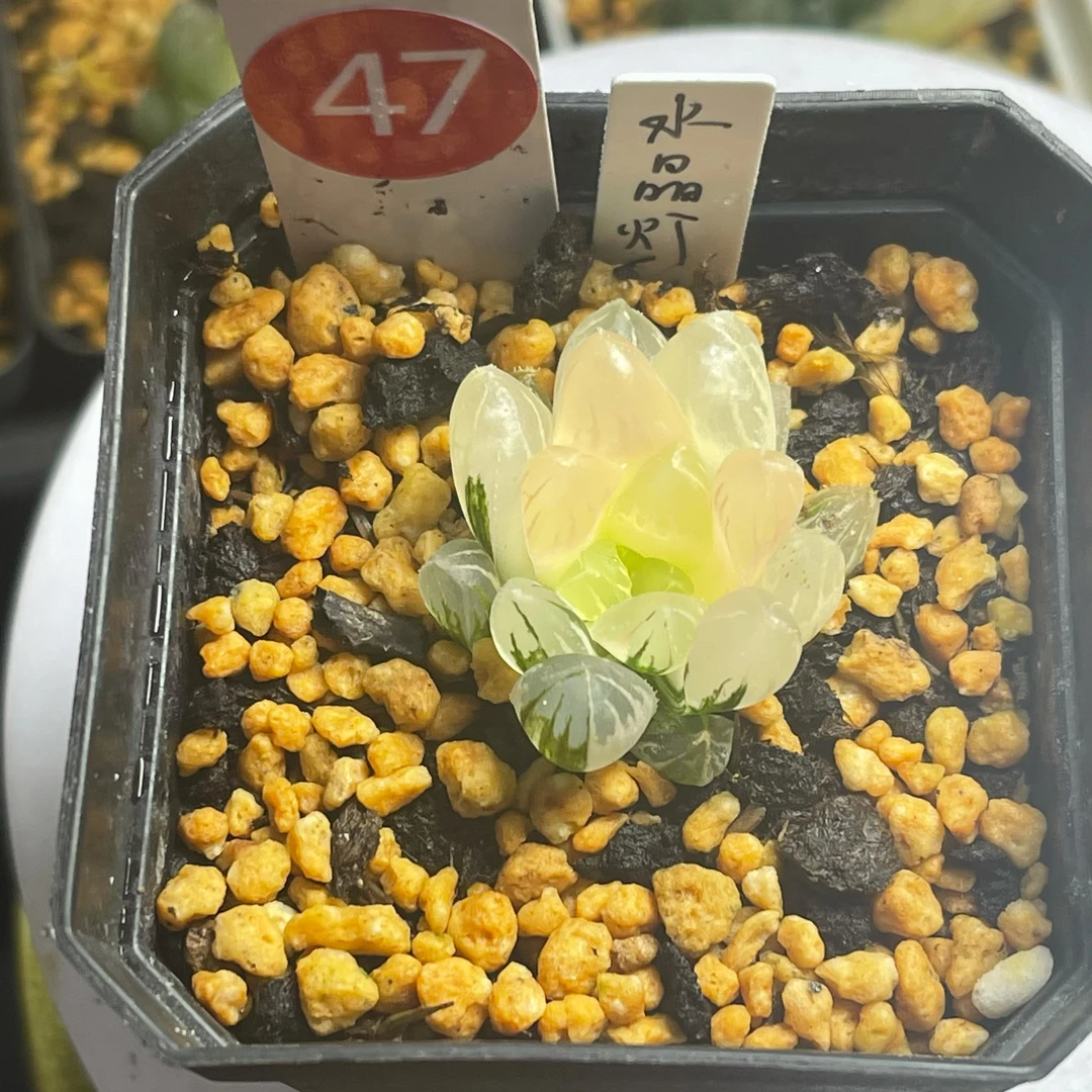 多肉12卷小苗,31—50链接。5方盆种植,原盆原土发货.所见即所得.