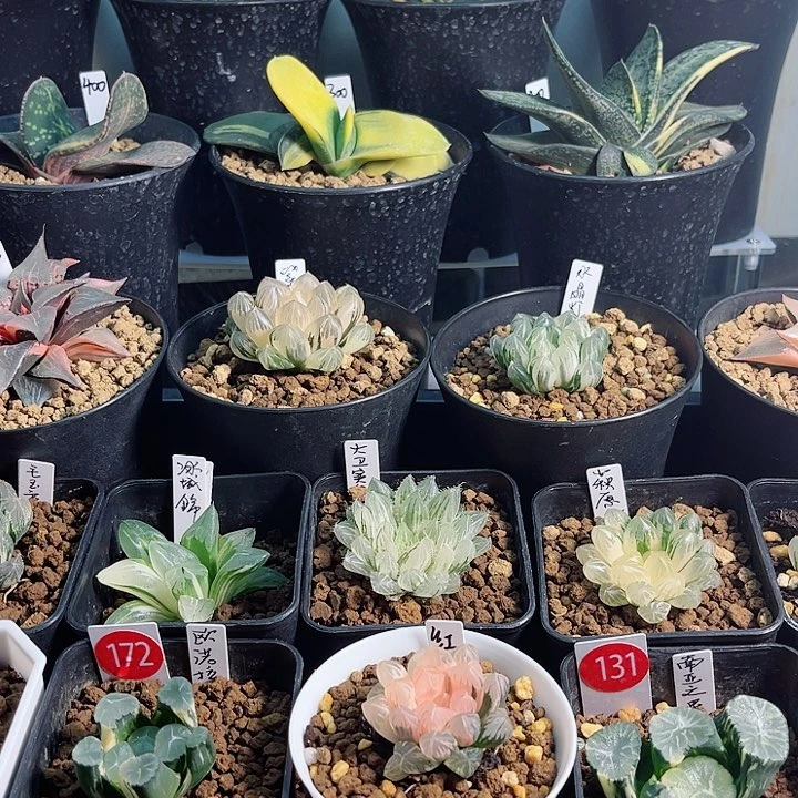 歸*他有机会跟v叽叽咕咕v