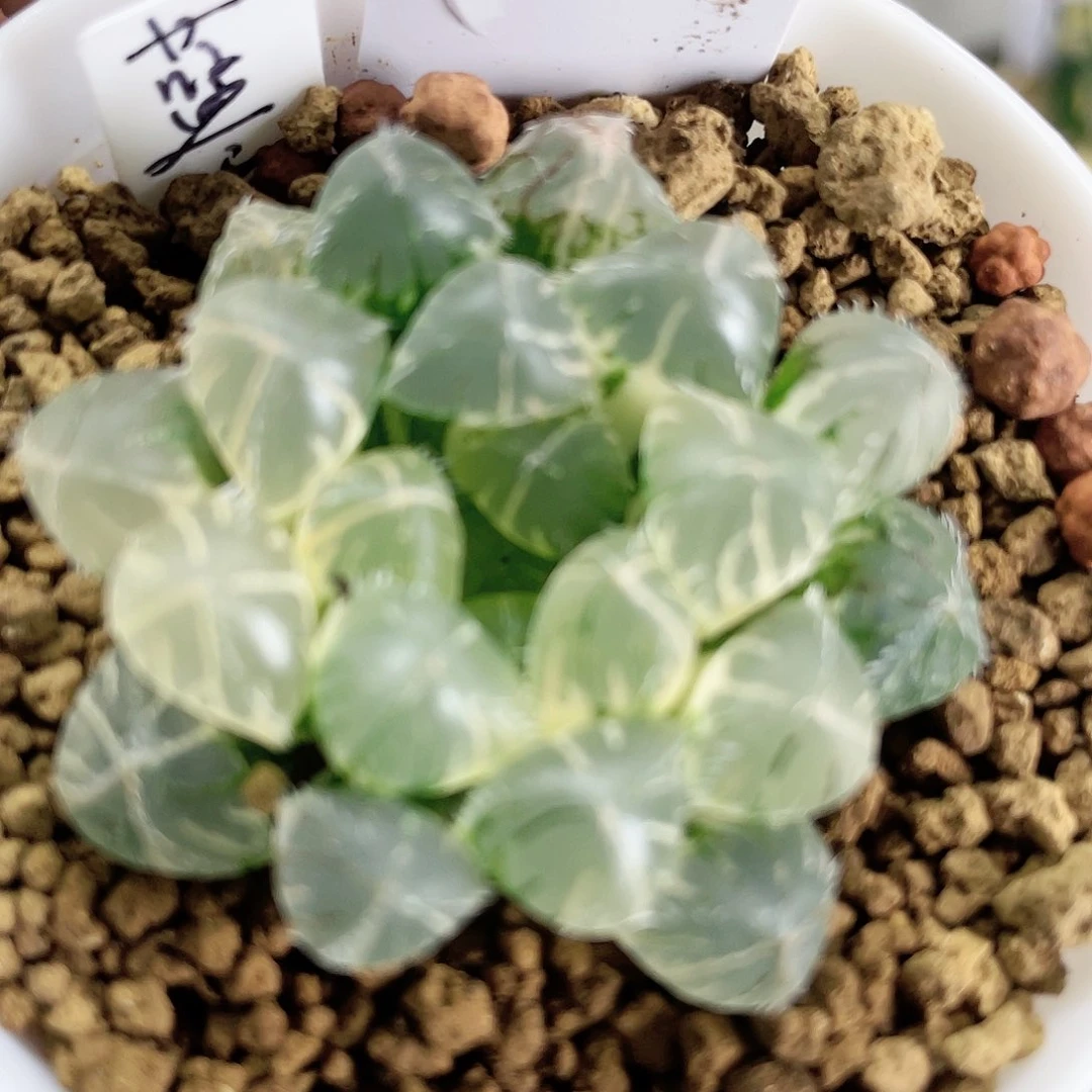 12卷蓝镜玉露锦福利活动