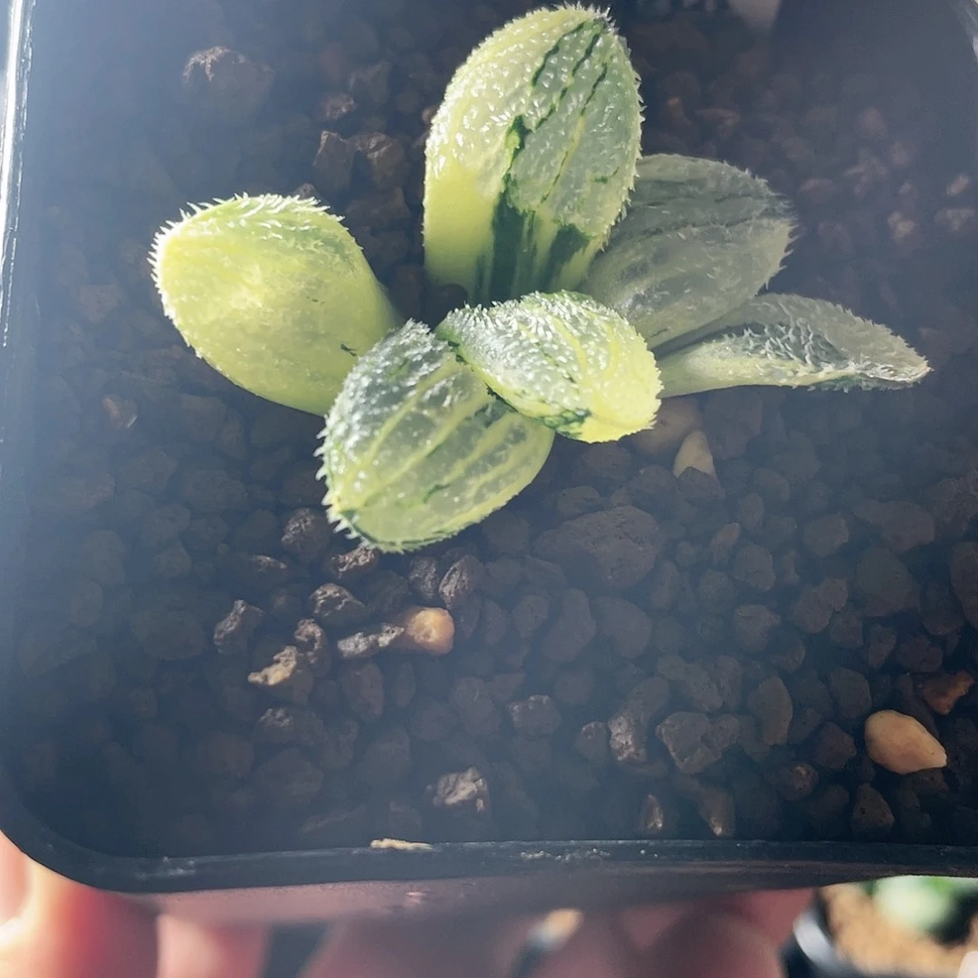12卷雪姬锦福利发货