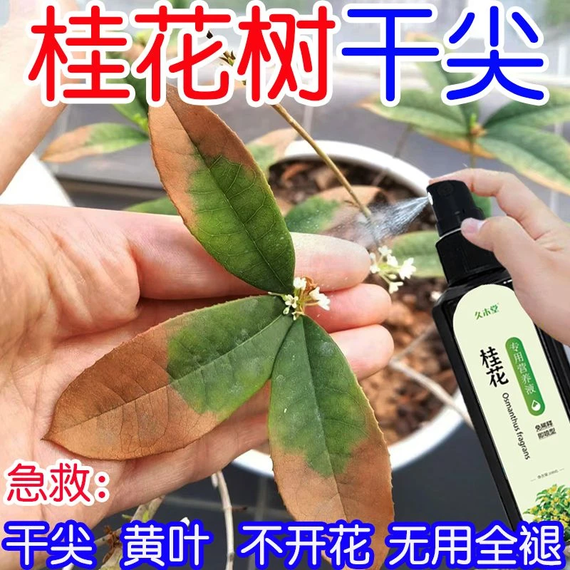 【拯救】桂花树专用营养液肥料复活桂花叶子干尖焦叶叶斑病通用型