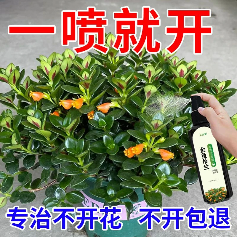 【一喷开花】金鱼吊兰营养液催芽促花防黄叶黑斑烂根植物生长专用肥