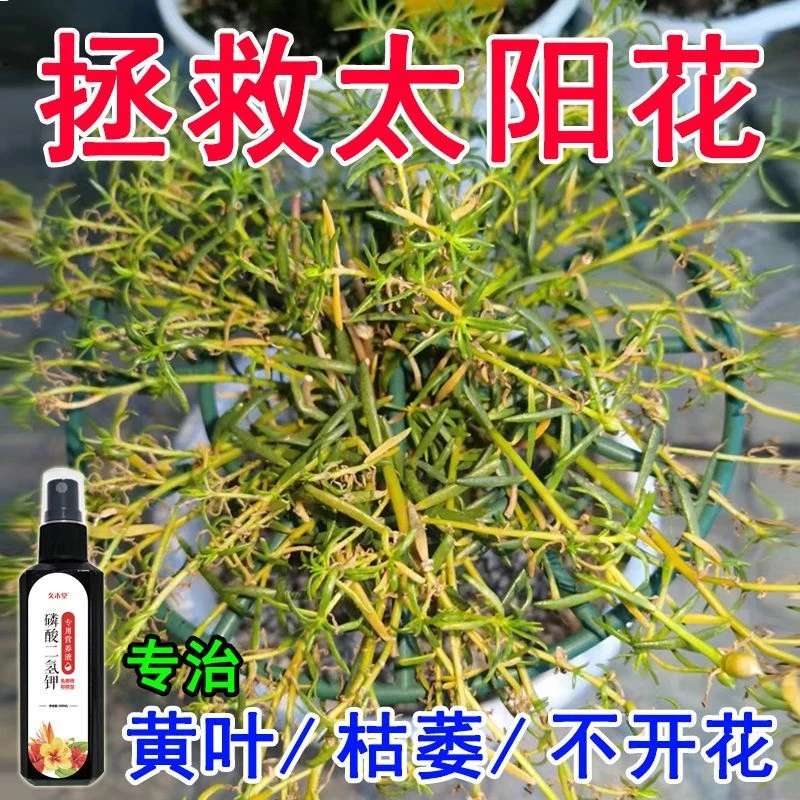 太阳花营养液高效专用徒长不开花掉苞黄叶落叶开花慢免稀释液体肥