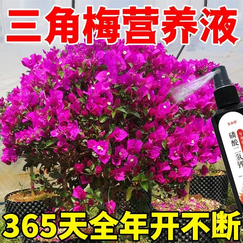【全年开花】三角梅生长营养液防落叶不开花枯萎促绿叶催开花专用肥